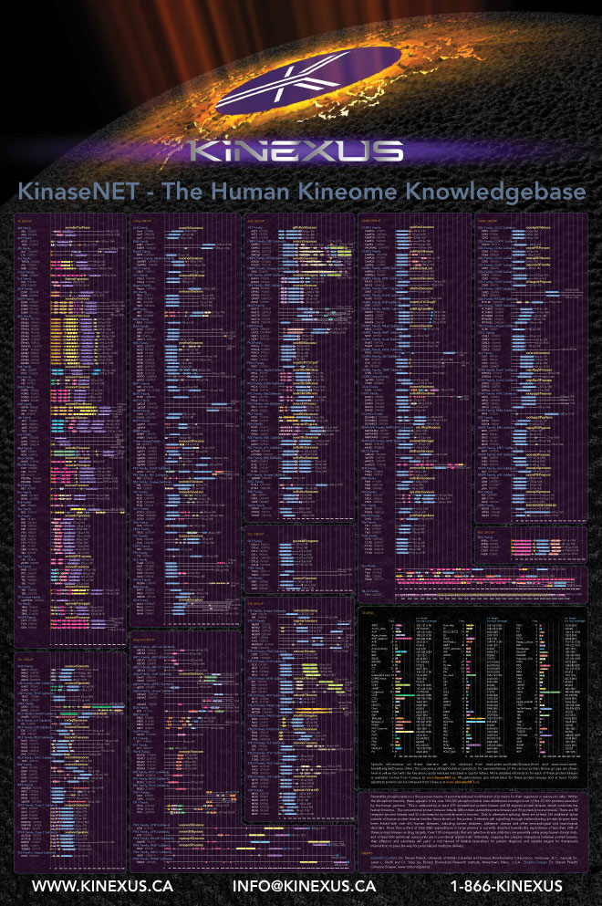 Kineuxs Cell Signalling Pathways Poster